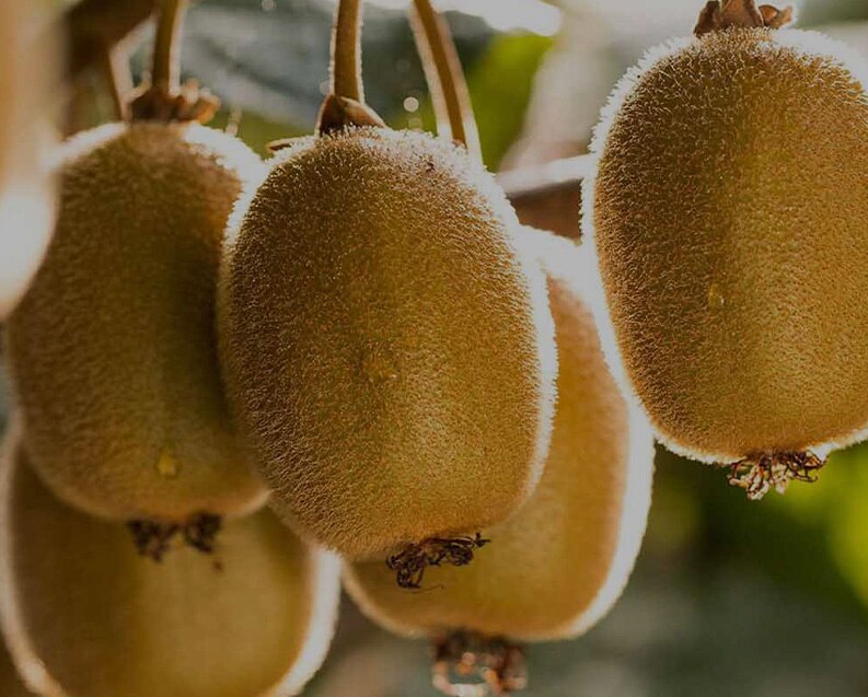 Zespri